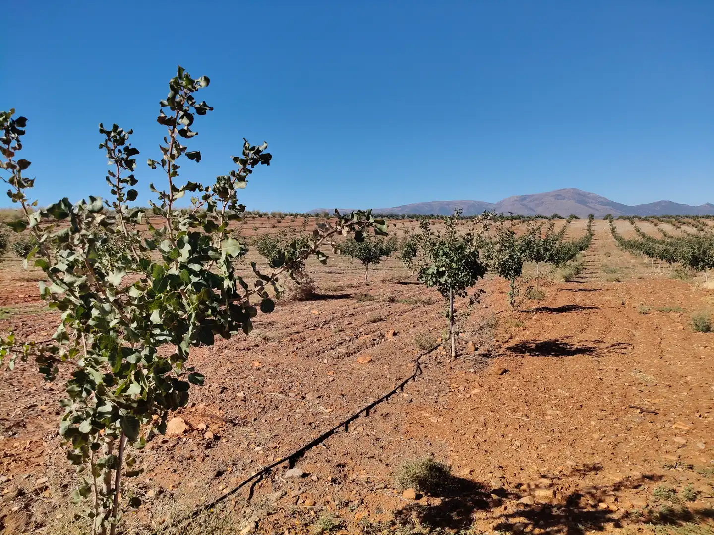 Terreno rustico in vendita a N/A, imagen 8