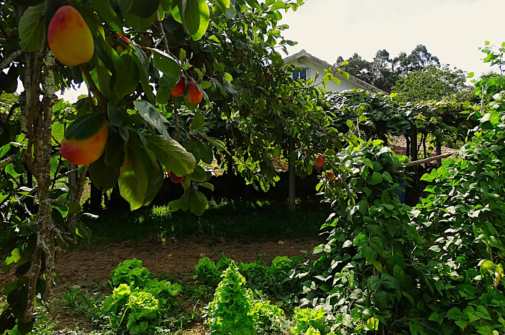 Jardí de Finca rústica en venda en Narón amb Calefacció, Jardí privat i Parquet