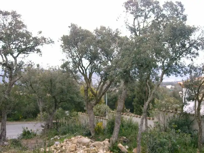 Terreny residencial en venda a Romanyà, imagen 5