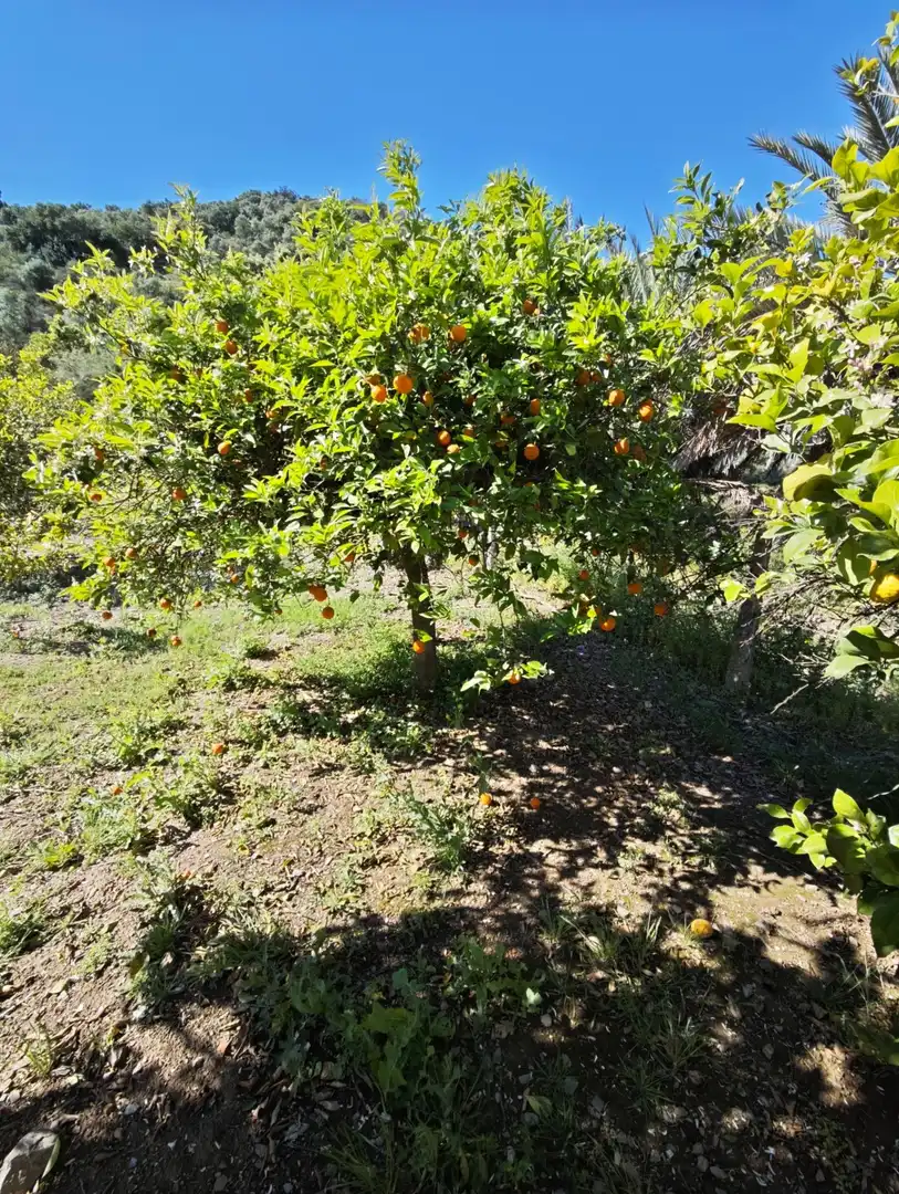 Jardí de Finca rústica en venda en Cártama