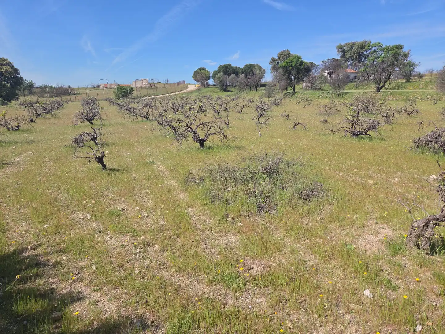 Finca rústica en venta en Navalcarnero