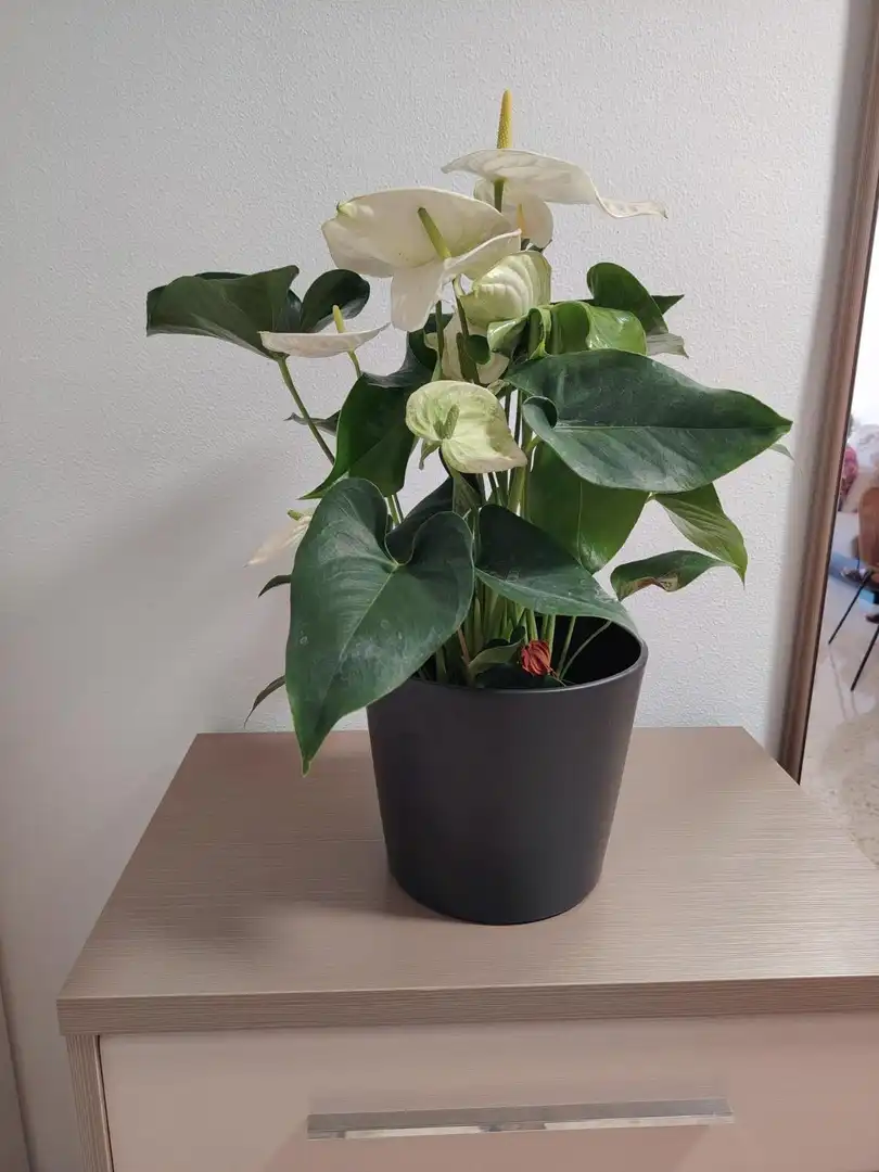 Jardín de Apartamento de alquiler en Málaga con Jardín privado, Terraza y Amueblado