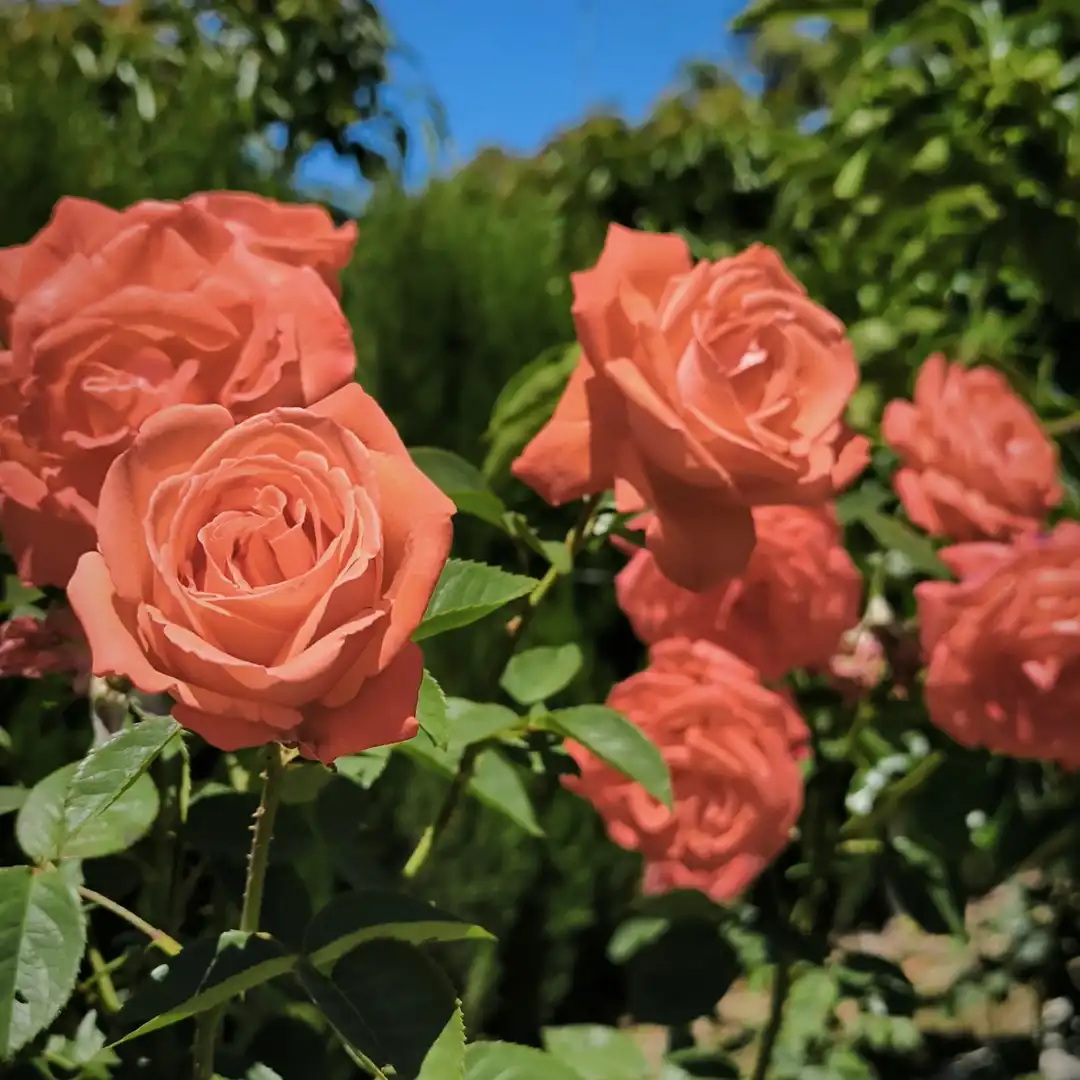 Jardí de Casa o xalet en venda en Jimena de la Frontera amb Piscina