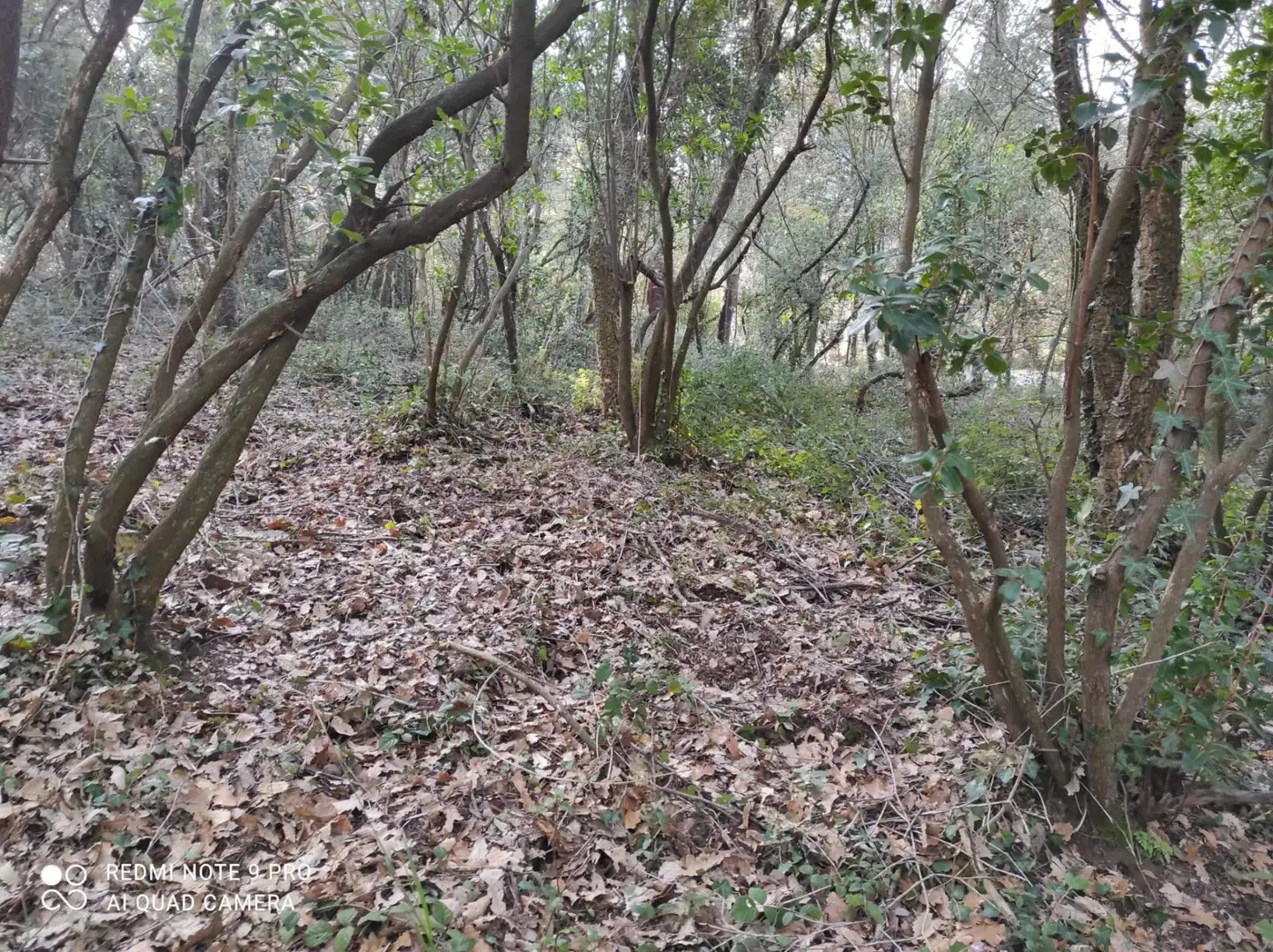 Terrenos y solares en venta en Vallgorguina, imagen 7