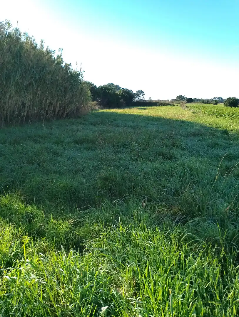 Land for sale in Ribeira