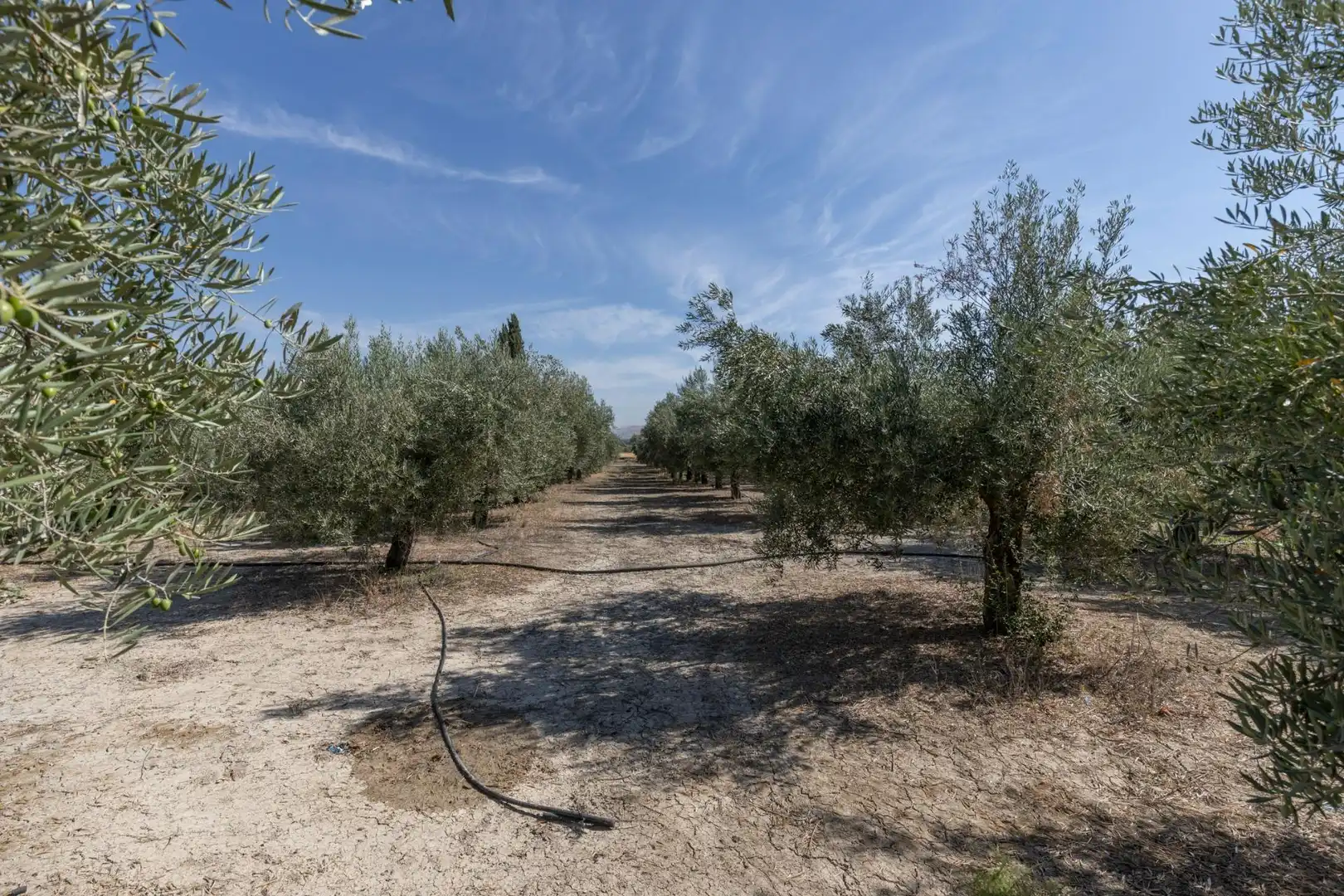 Lands and plots for sale in DISEMINADOS, imagen 14