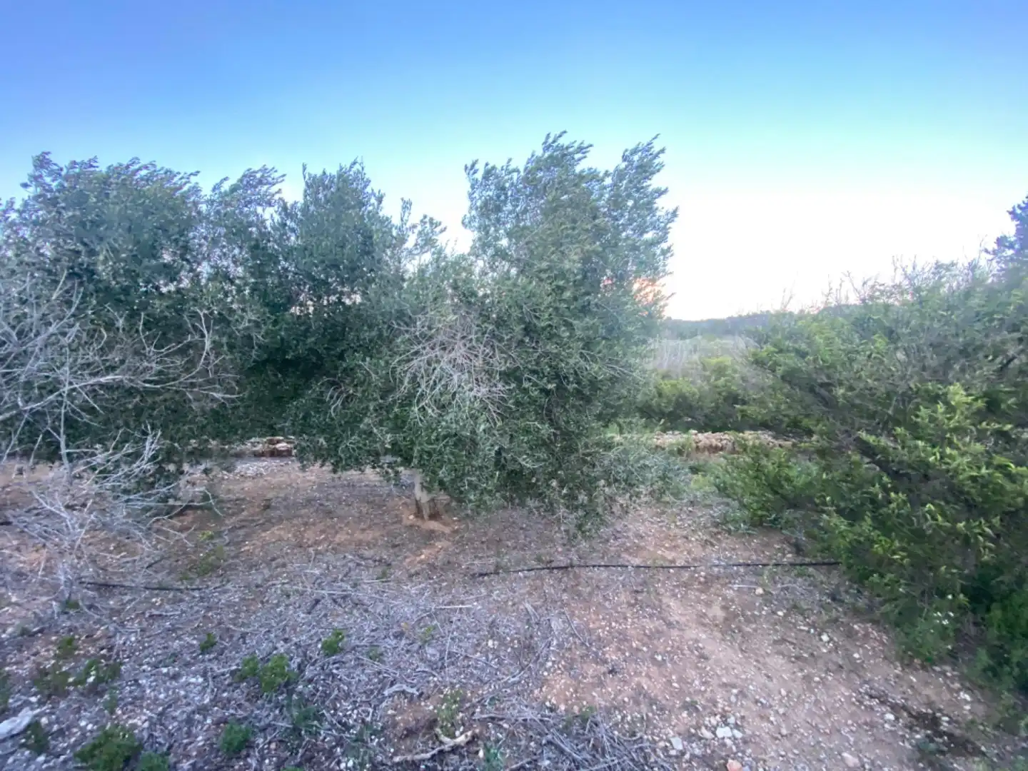 Finca rústica en venda en Masdenverge amb Piscina