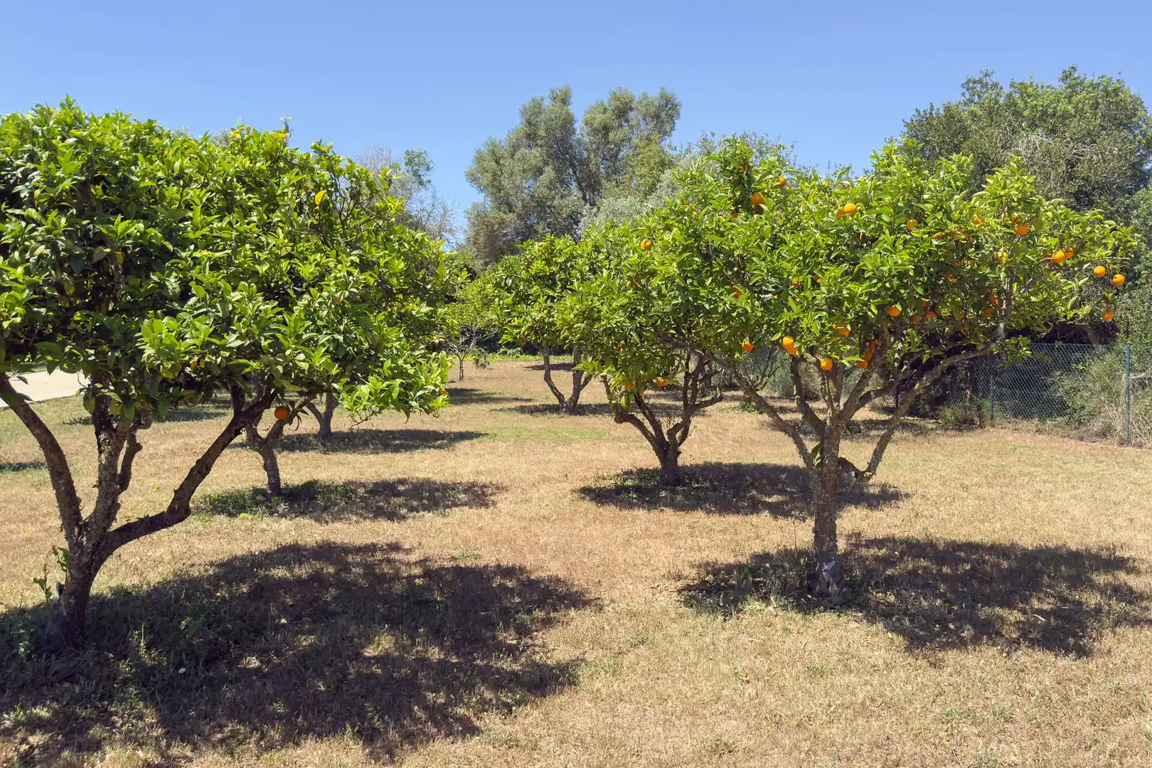 Jardín de Finca rústica en venta en Archena con Aire acondicionado, Calefacción y Terraza