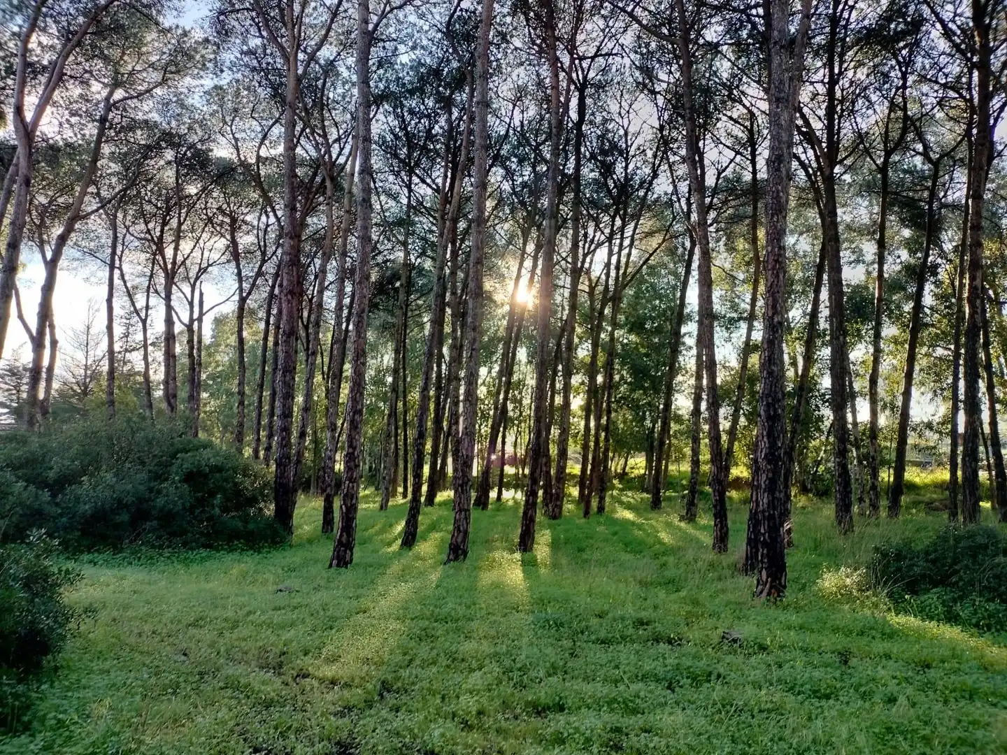Terreno residencial en venta en Pelagatos - Pago del Humo, imagen 13