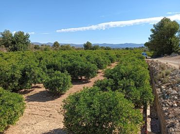 Terrenys i solars en venda a Pedralba