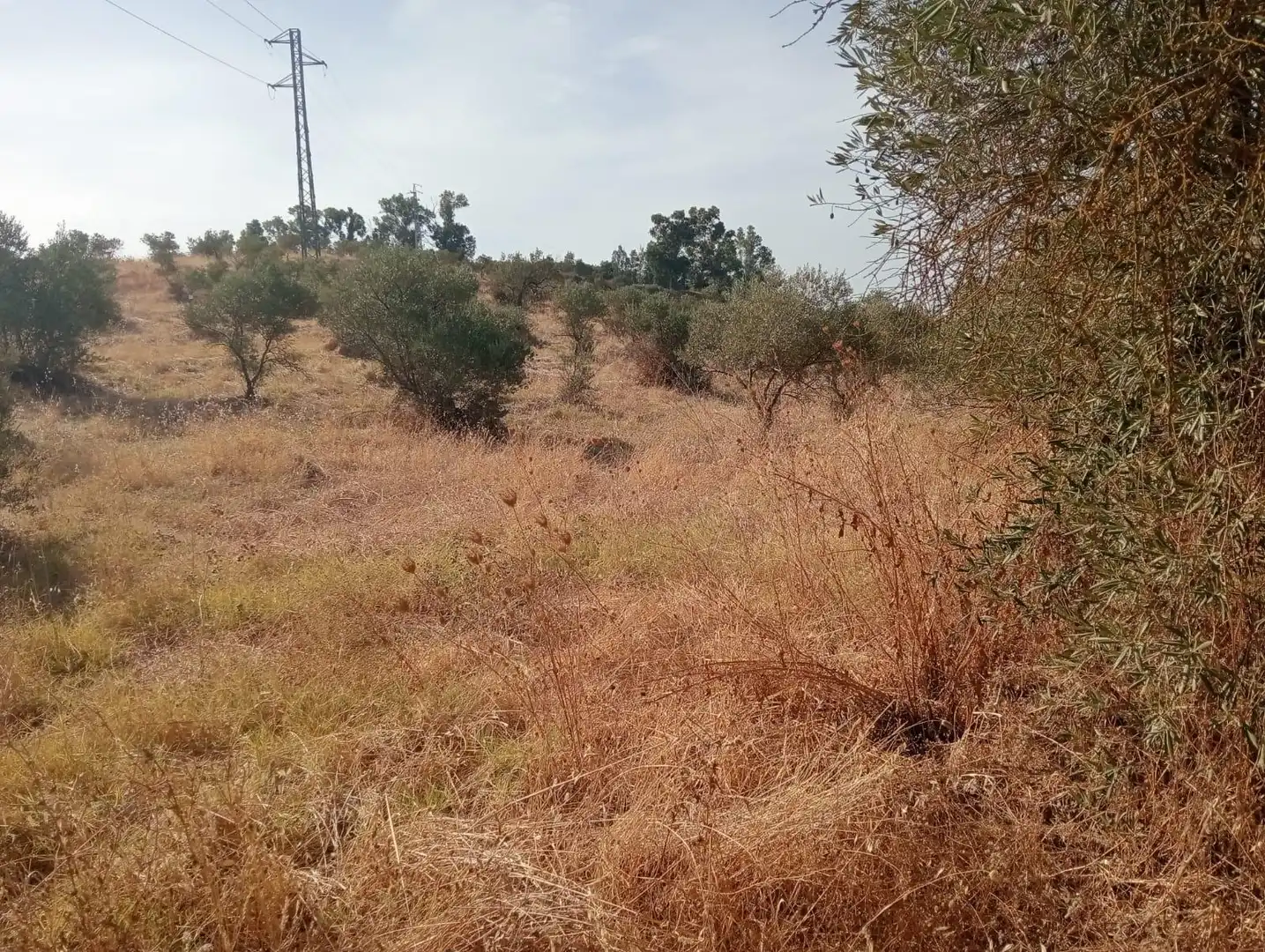 Grundstücke zum Verkauf in Sanlúcar la Mayor