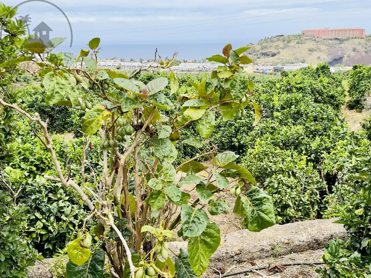 Finca rústica en venta en La Orotava con Jardín privado y Terraza