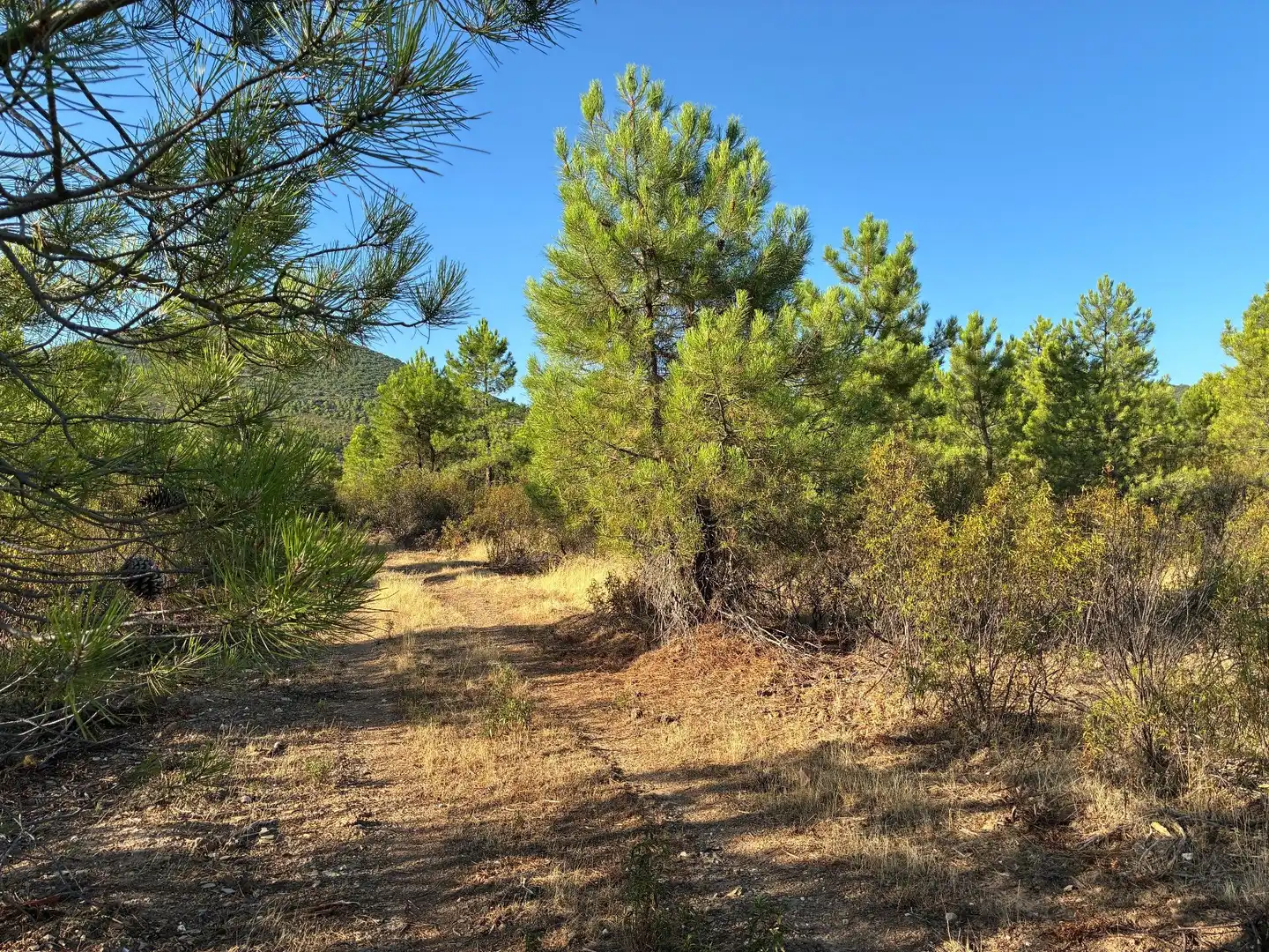 Rural land for sale in Puerto de San Vicente, imagen 11