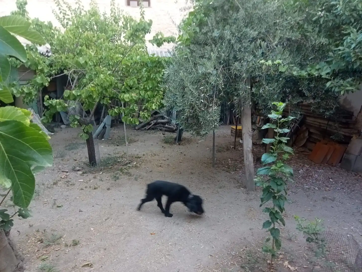 Maison avec jardin à vendre à Calle Murillo, imagen 21