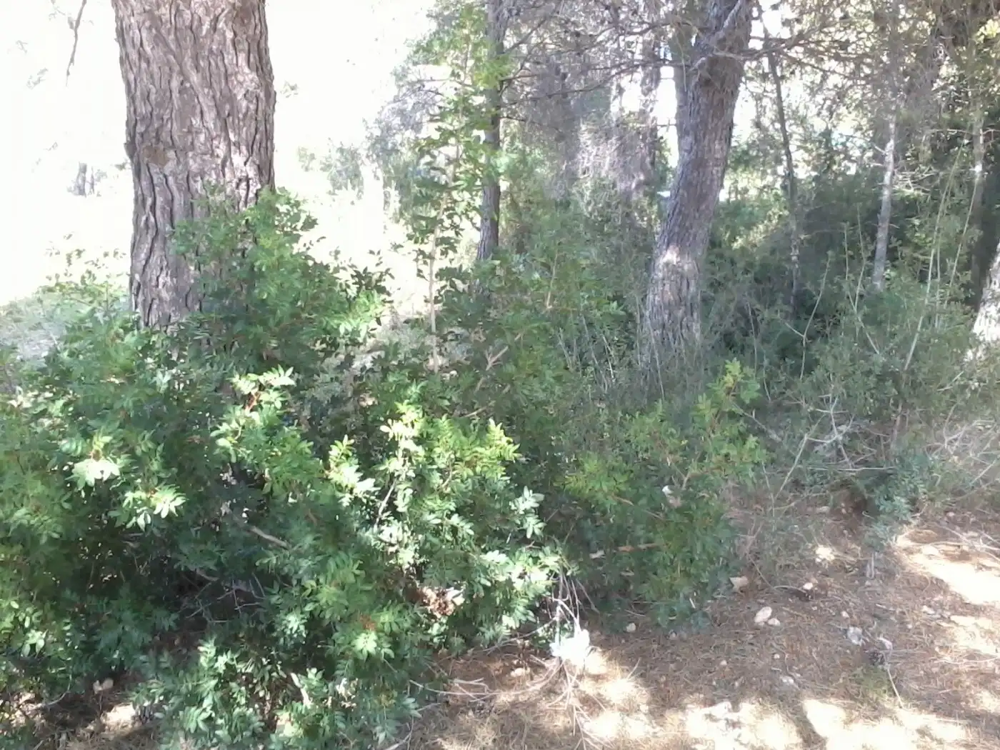 Terreny residencial en venda a La Bisbal del Penedès, imagen 2