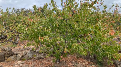 FINCA TEMPRANA DE CEREZOS EN EL TORNO -  VALLE DEL JERTE, immagine 3