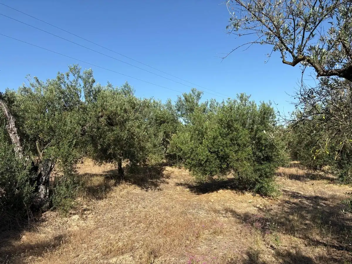 Terreny rústic en venda a Sanlúcar la Mayor, imagen 9