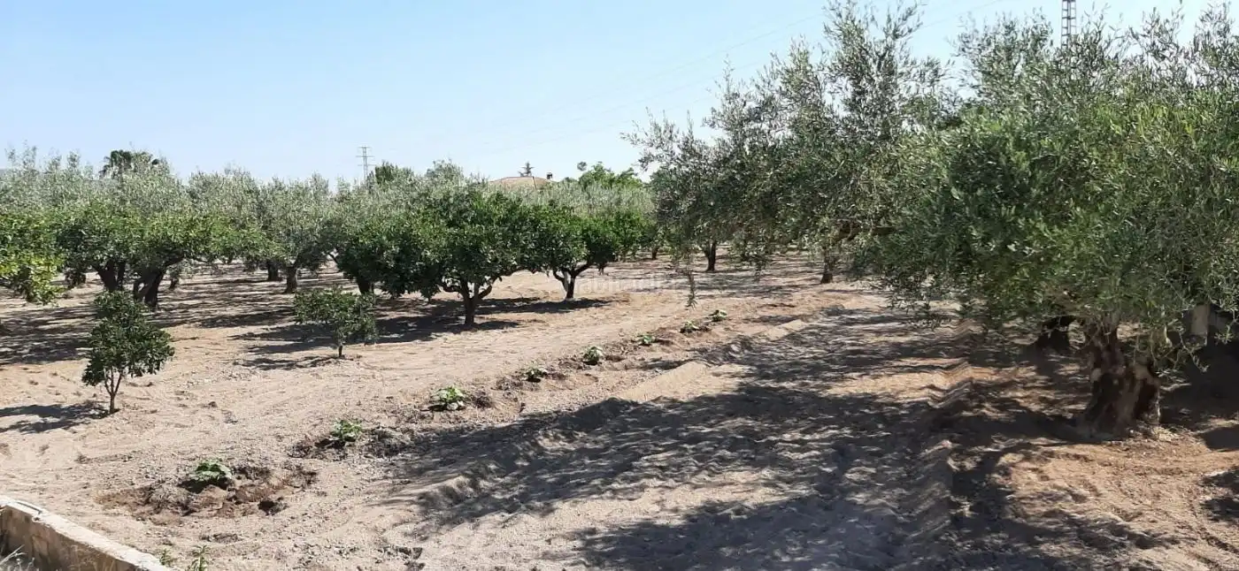 Terrain rustique à vendre à Carrer de l'Alcalde Paco Montes 43, imagen 14