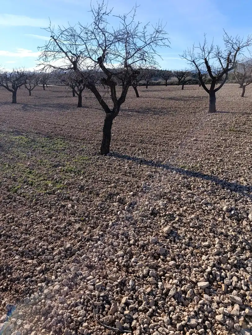 Terreny rústic en venda a Ribera de Molina - Torrealta