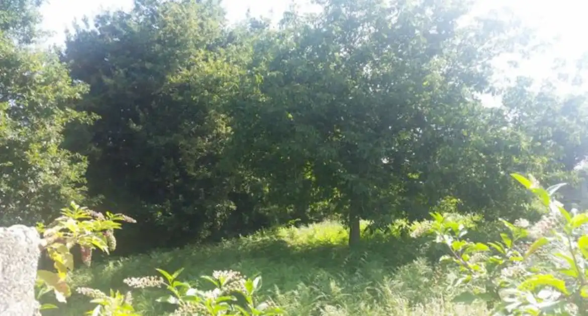 Terrenos y solares en venta en Sobradelo, imagen 4