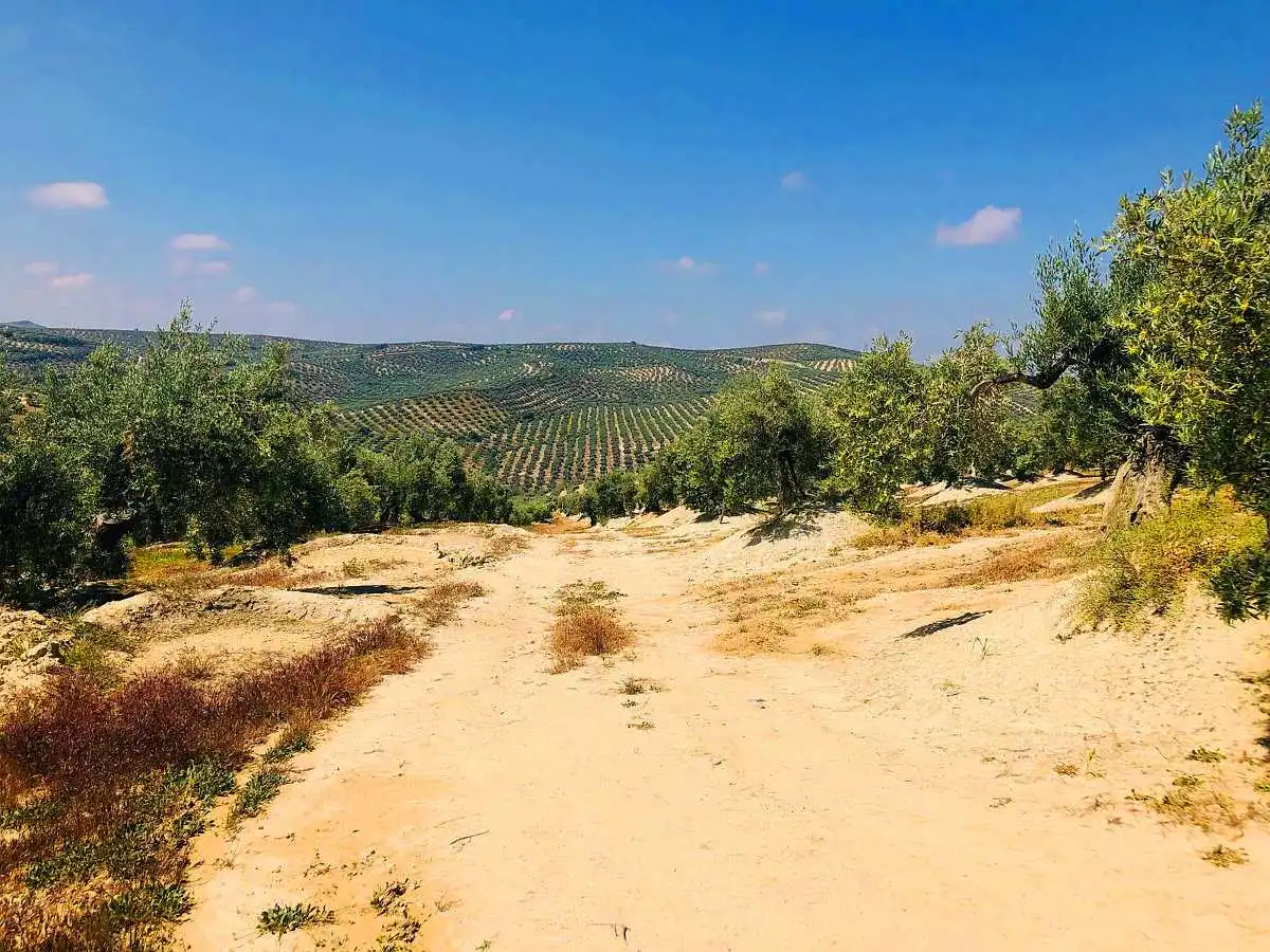 Terreny rústic en venda a Paraje la Ventana y Casa Tejada