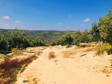 Terreny rústic en venda a Paraje la Ventana y Casa Tejada