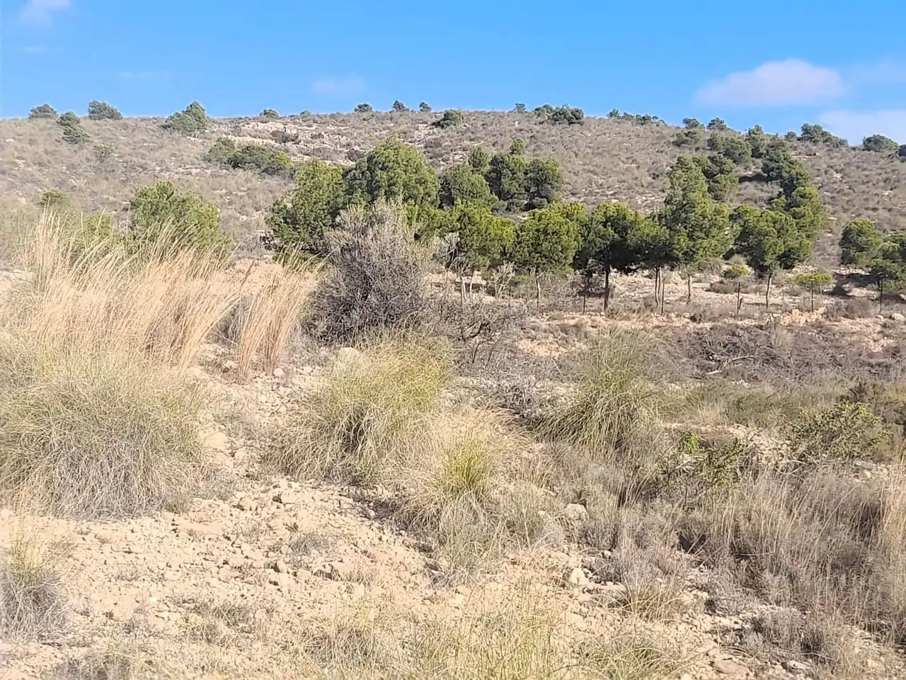 Terreno en venta en Elche / Elx