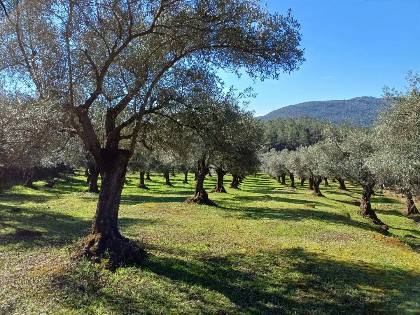 Jardín de Finca rústica en venta en Fuentes de León