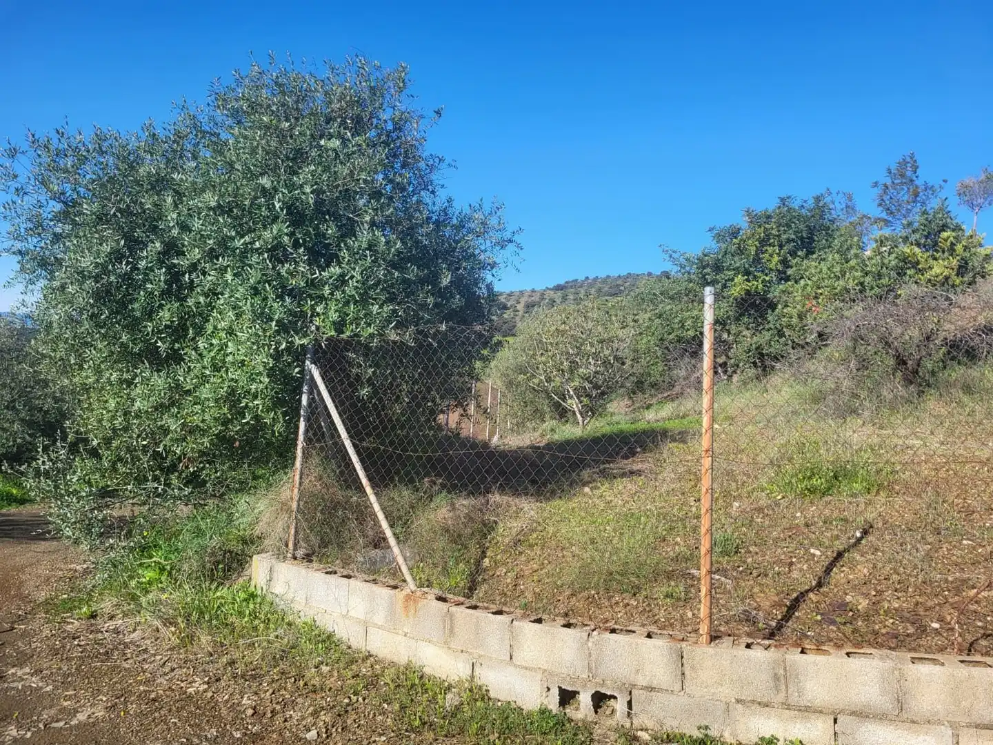 Terreno rústico en venta en Almogía, imagen 8