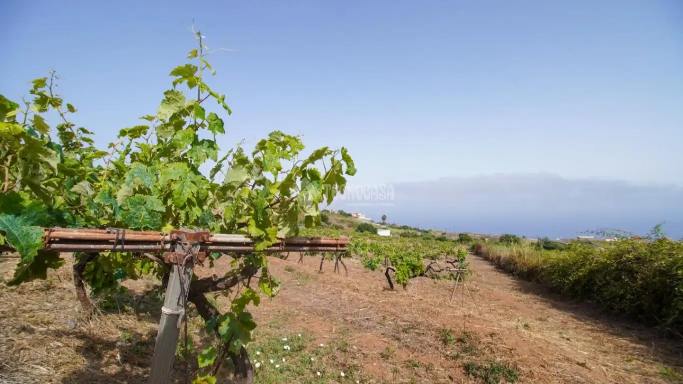 Finca rústica en venta en El Sauzal