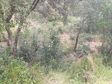 Terreny residencial en venda a Fogars de la Selva