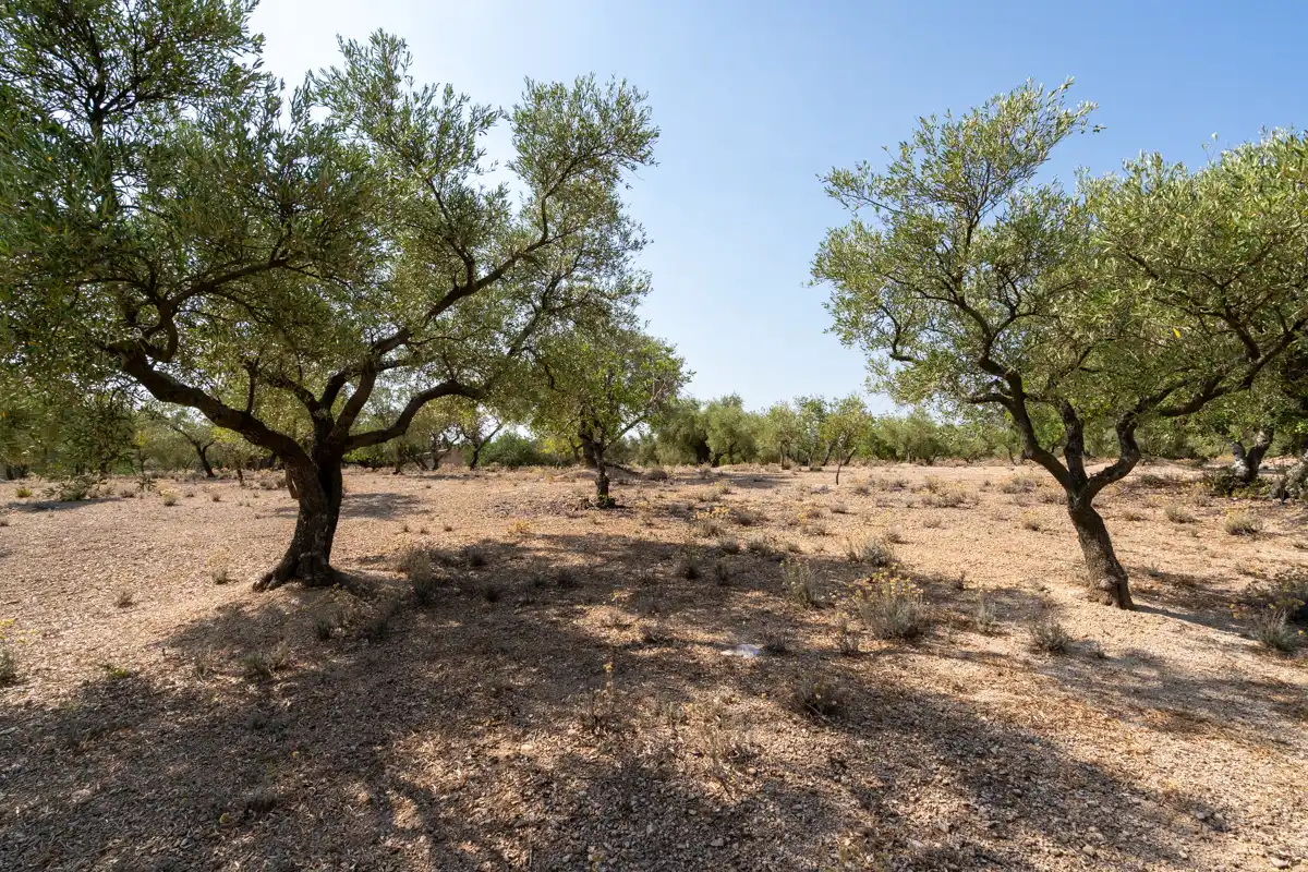 Terrain rustique à vendre à Carrer Barceloneta 15, imagen 16