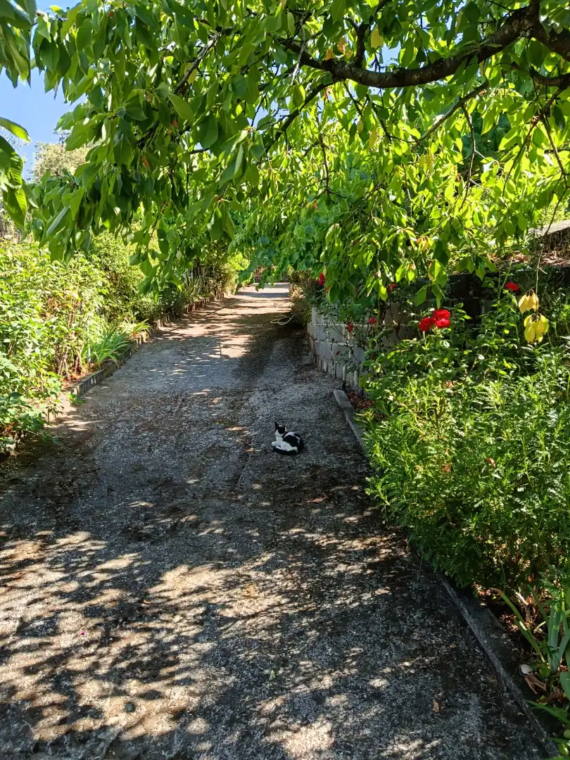 Exterior view of Land for sale in Jarandilla de la Vera