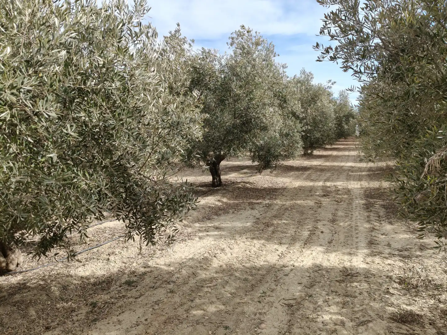 Terreno rustico in vendita a Caniles, imagen 4