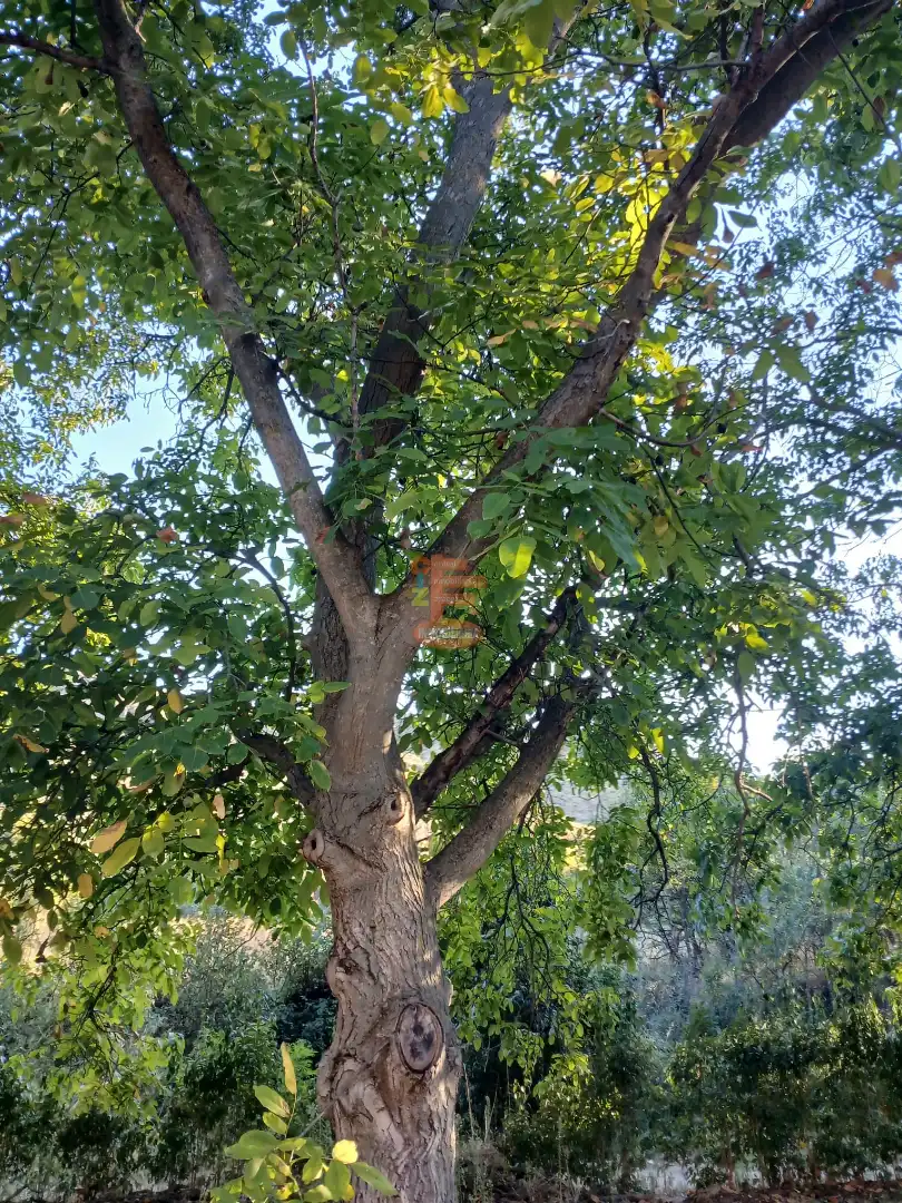 Terreni e lotti in vendita a Calle Gotor, imagen 35
