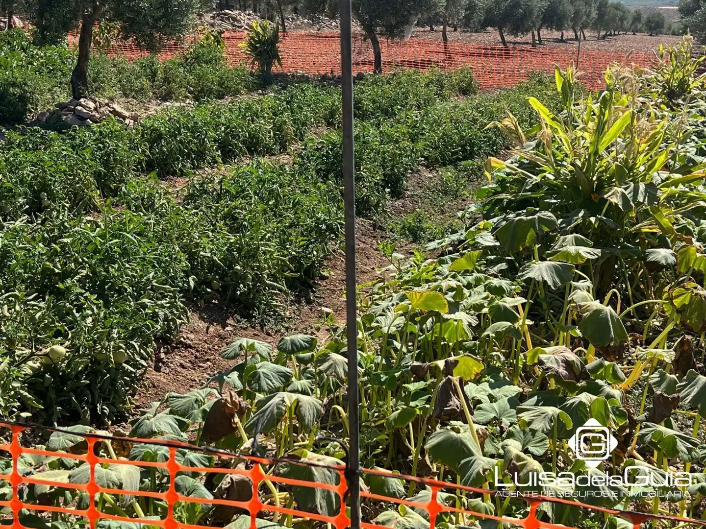 Terreno rustico in vendita a Concepción, imagen 8