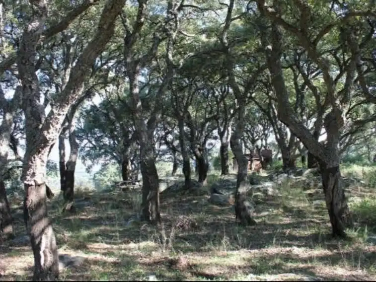 Terreno rustico in vendita a Diseminado Poligono 21 72, imagen 11