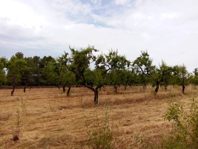 Terreno en Venta en Arens de Lledó