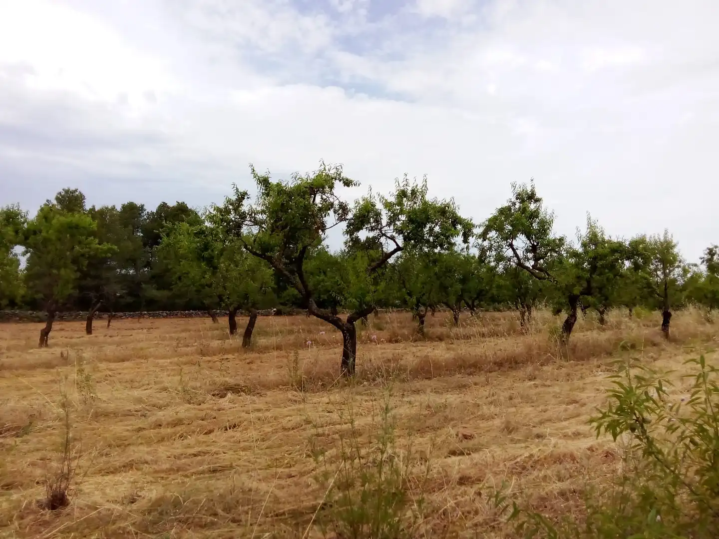 Terreni e lotti in vendita a Arens de Lledó