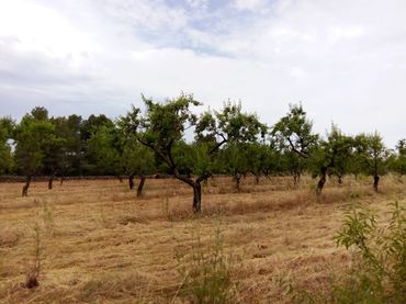 Terreno rústico en venta en Arens de Lledó