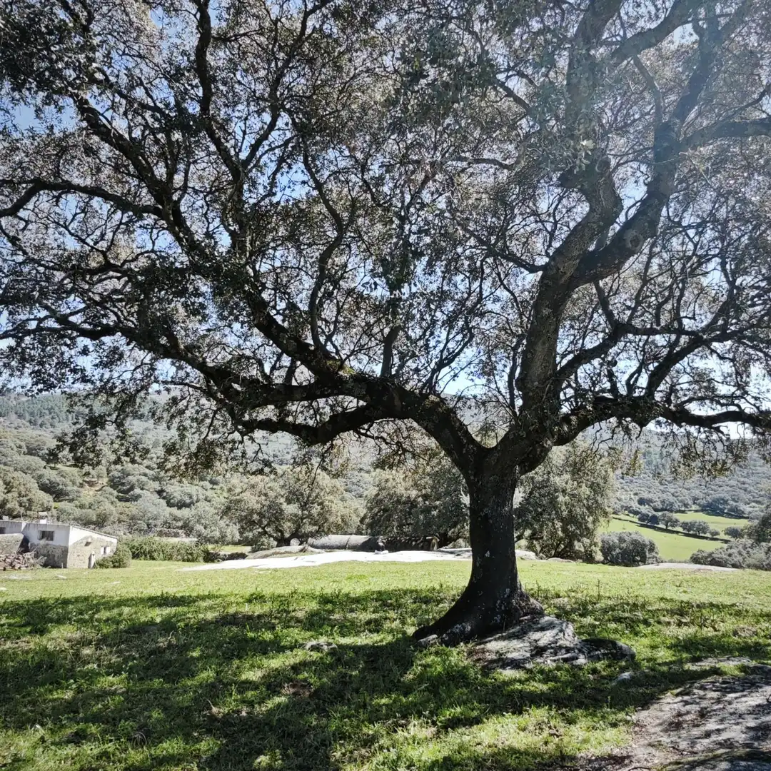 Jardín de Terreno en venta en Navamorcuende