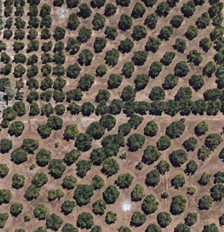 Rural land for sale in Sueca ciudad, imagen 2