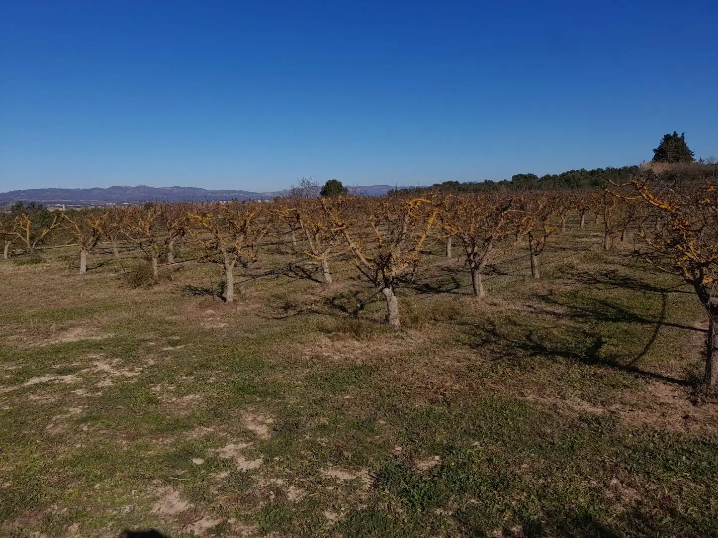 Rural land for sale in Ginestar, imagen 14