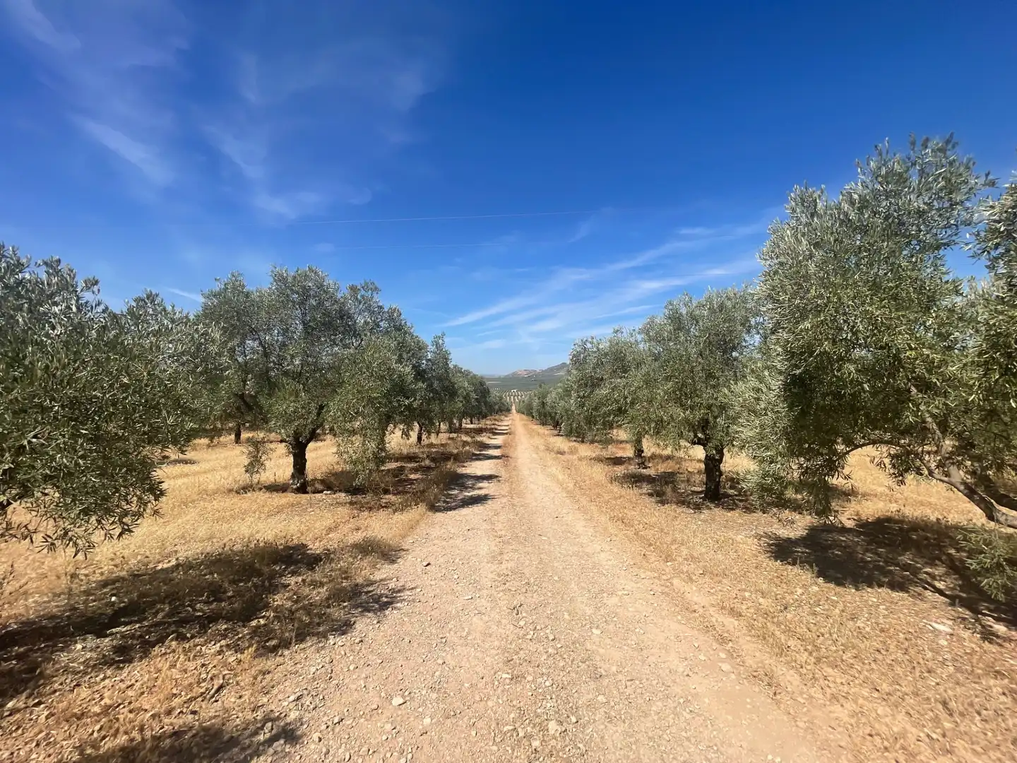 Terreny rústic en venda a Aguilar de la Frontera, imagen 3