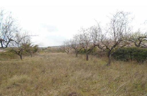 Land for sale in Albocàsser