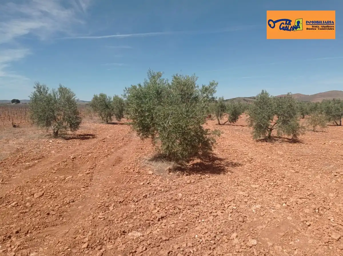 Finca rústica en venda en Torrenueva