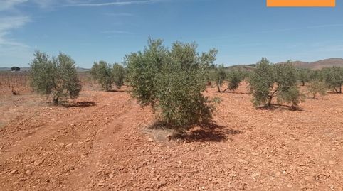 Finca Rúst. en venta en Carretera Santa Cruz., imatge 3