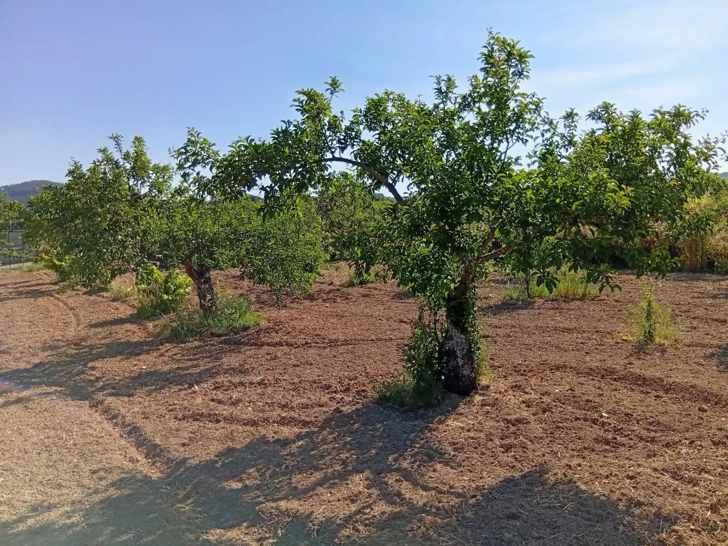 Land for sale in Villanueva de la Sierra