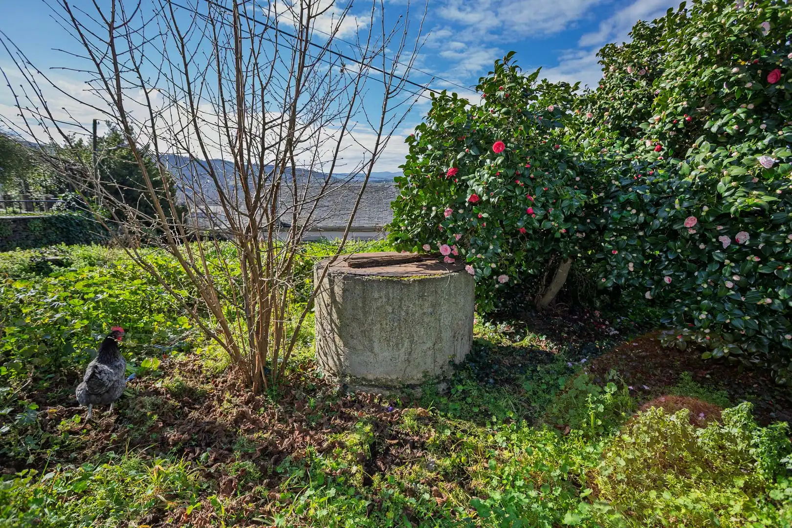 Jardín de Finca rústica en venta en A Rúa 