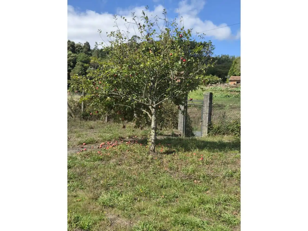 Country homes for sale in Rois  with Private garden, Furnished and Alarm